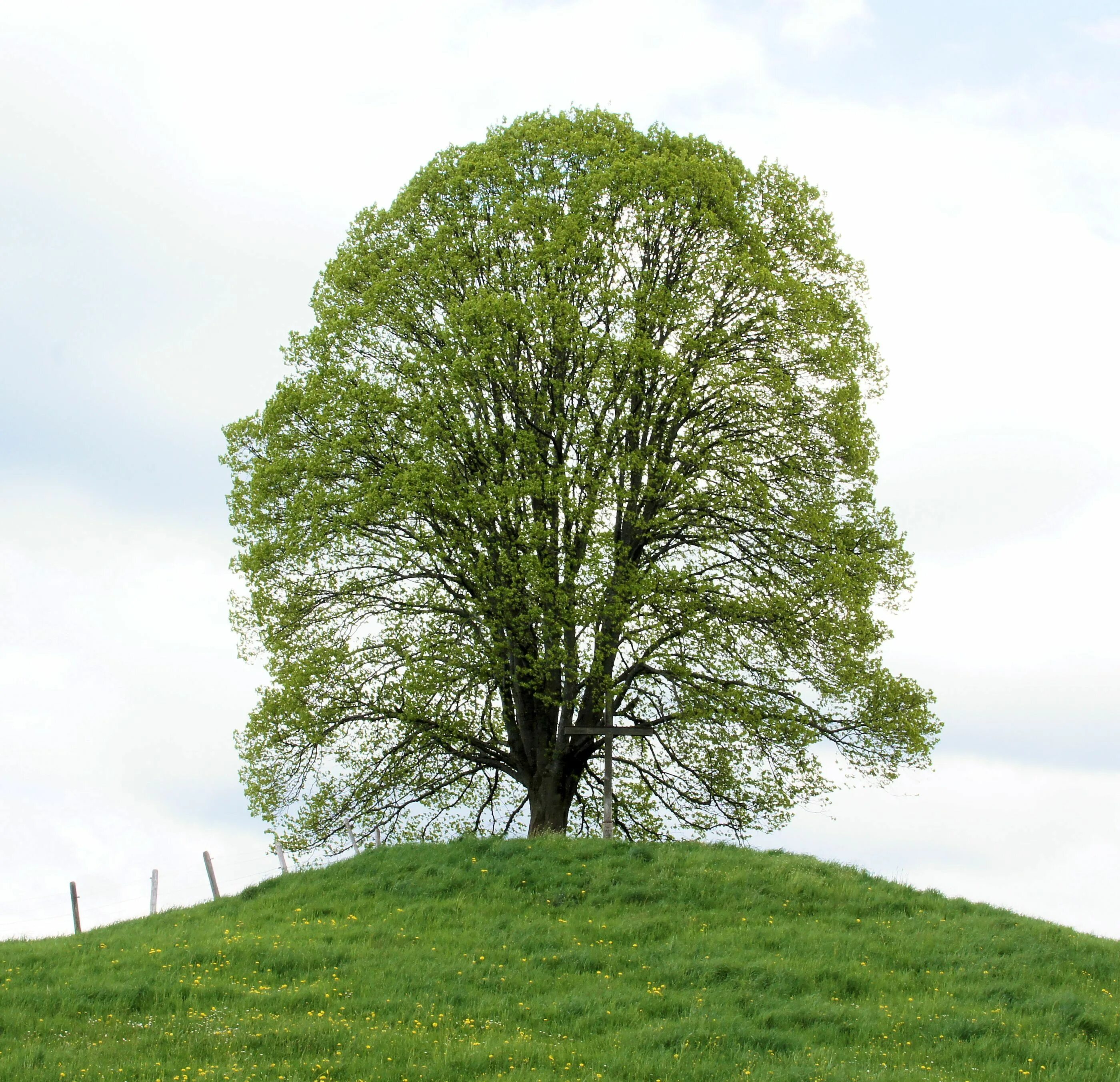 Baum und. Baum. baum 215-1/4.