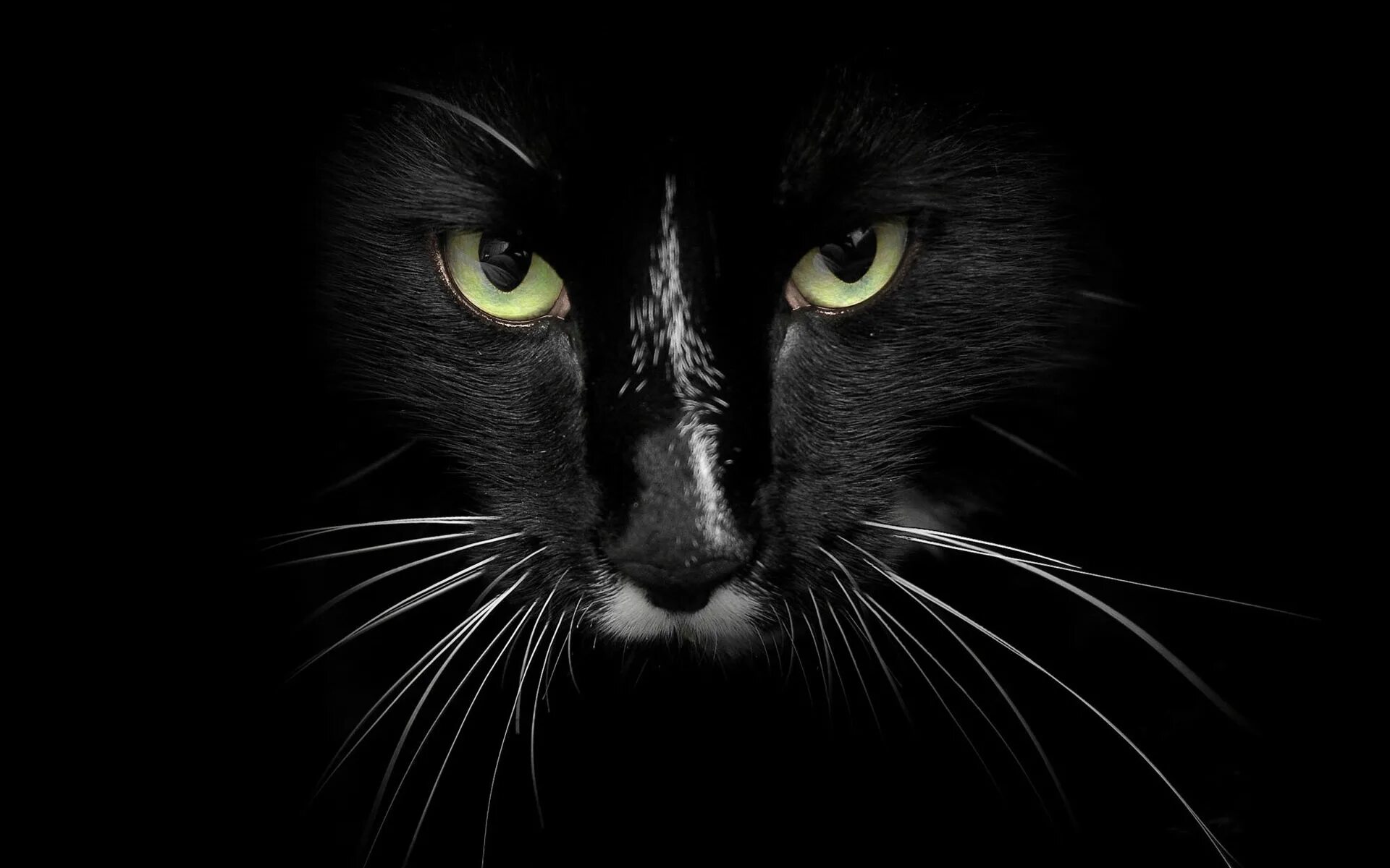 Картинка кот на черном фоне. Черный кот на черном фоне. обои на рабочий стол черные. черный фон картинка.