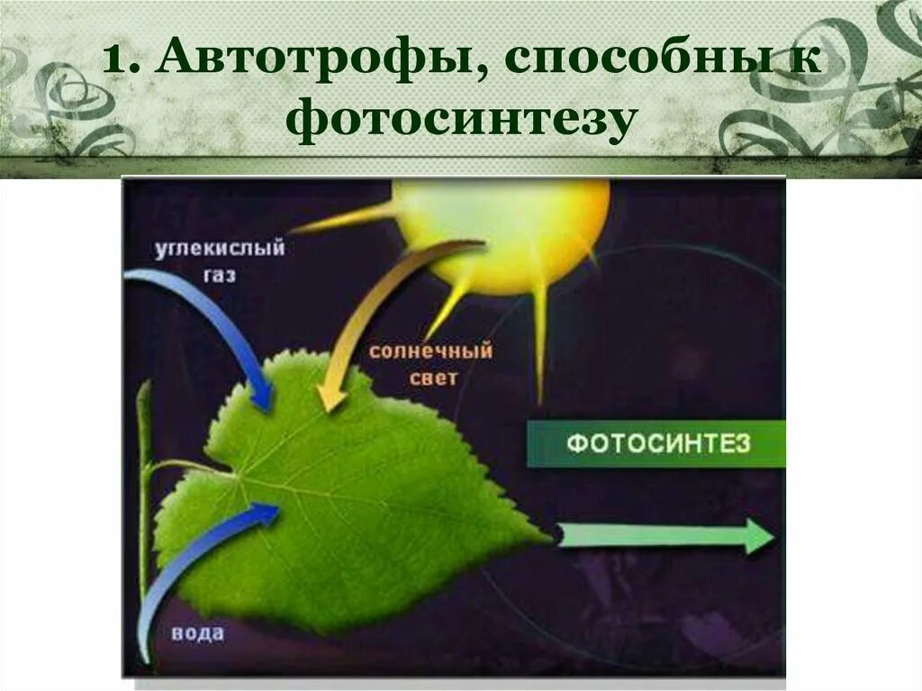 Грибы растительные организмы утратившие способность к фотосинтезу. Фотосинтез. Процесс появления фотосинтеза. Схема процесса фотосинтеза. Автотрофы фотосинтез.