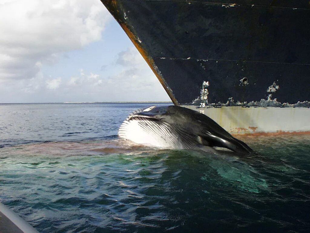 Ship and Whale Whale, Animals, Ocean creatures