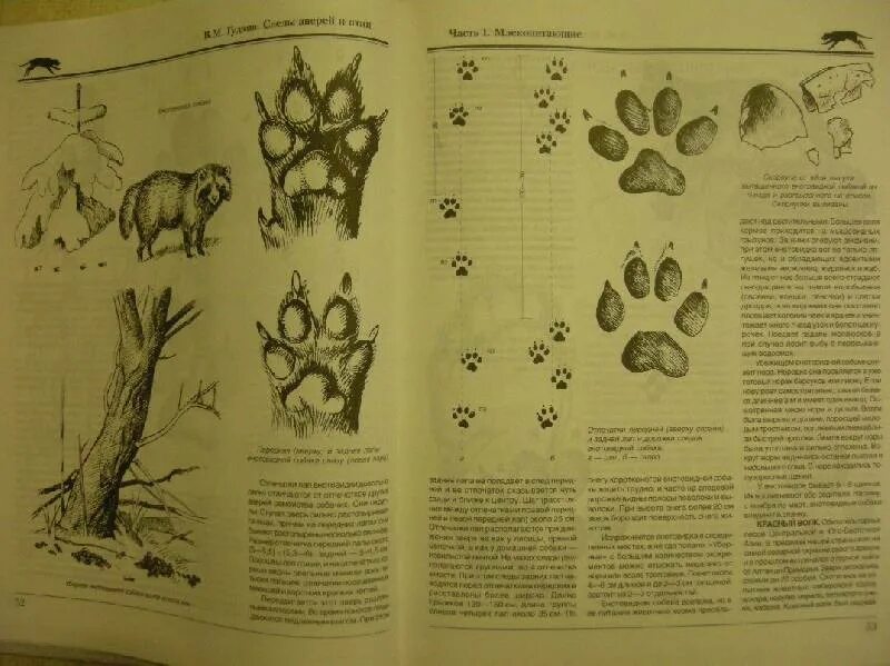 Книга следы зверей и птиц. Следы животных книга. Справочник следов животных. Книга следы зверей и птиц. Книга следы животных и птиц.