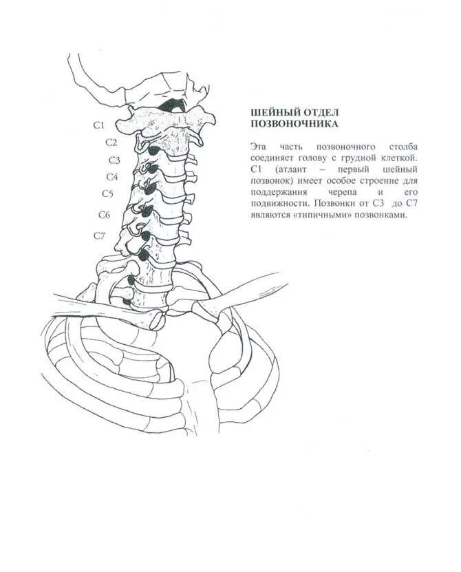 7 Шейный позвонок схема. Строение шейного отдела позвоночника. Шейный отдел позвоночника шейный отдел позвоночника анатомия. Строение позвонков шейного отдела.