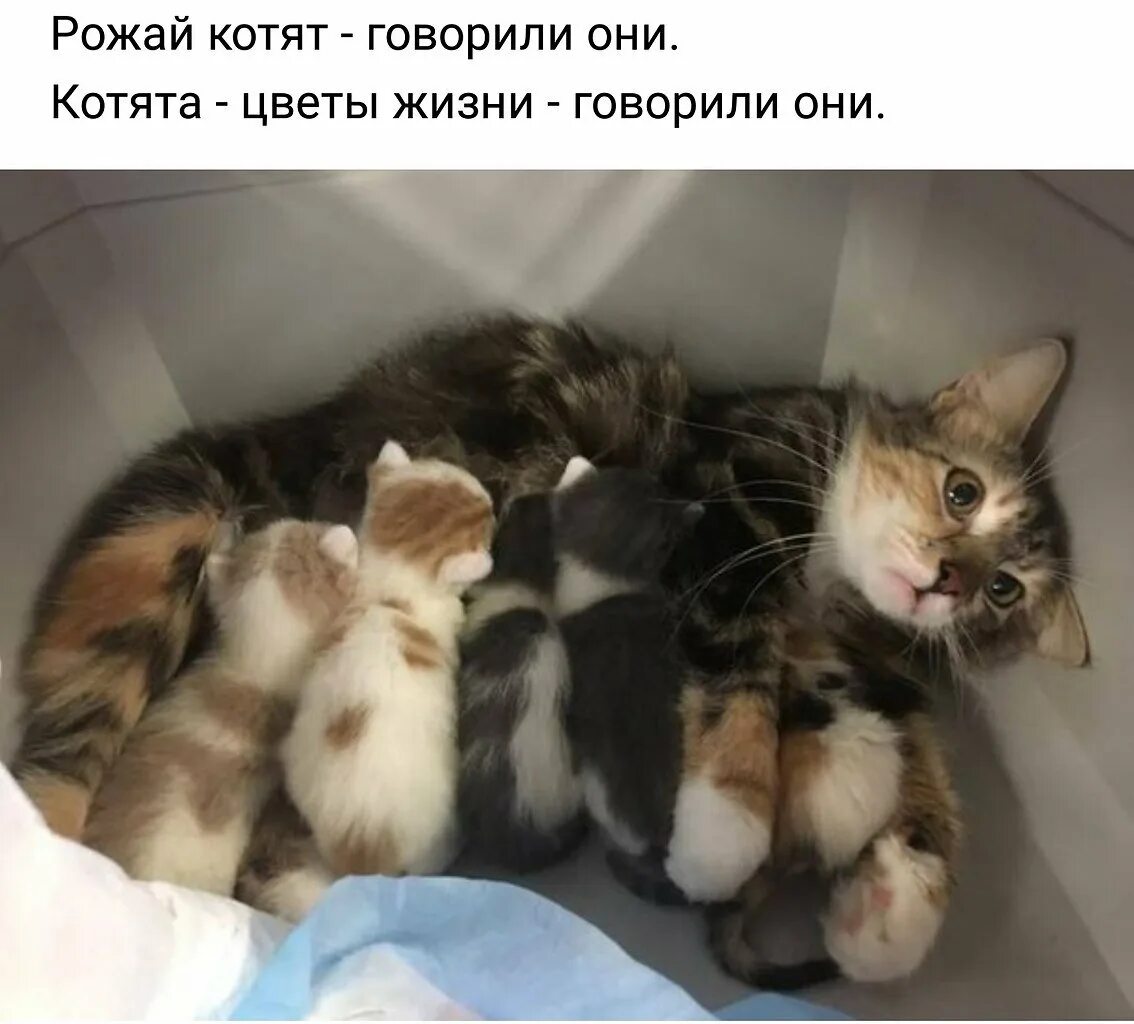 Смешные фото животных с надписями. Котята с мамой. В каждом детстве свой кот. Котенок сказал мама. Котята приколы.