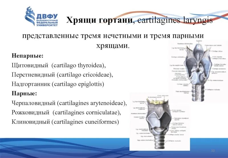 Гортань на латыни