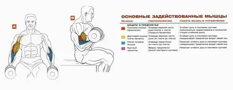 Бицепс гантели программа