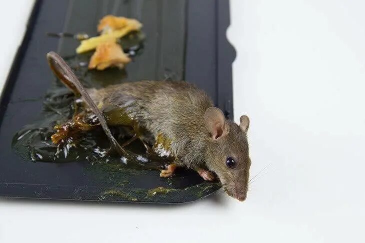 Как избавиться от мышей на участке. Мыши вредители. Мыши на даче. Мышь Дачная. Крысы вредители.