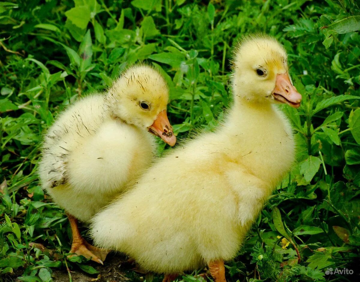 Гусь меньше утки. Гуси и утки. Гусенок датский легарт. Гусь гусь утка. Гусь меньше утки.