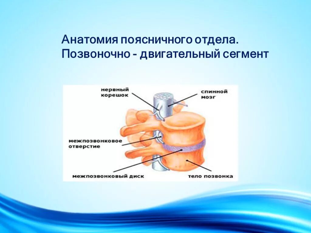 Двигательный сегмент. Позвоночно двигательный сегмент. анатомия позвоночно двигательного сегмента. анатомия поясничного отдела. пощвоночно дв гательный скгмент.
