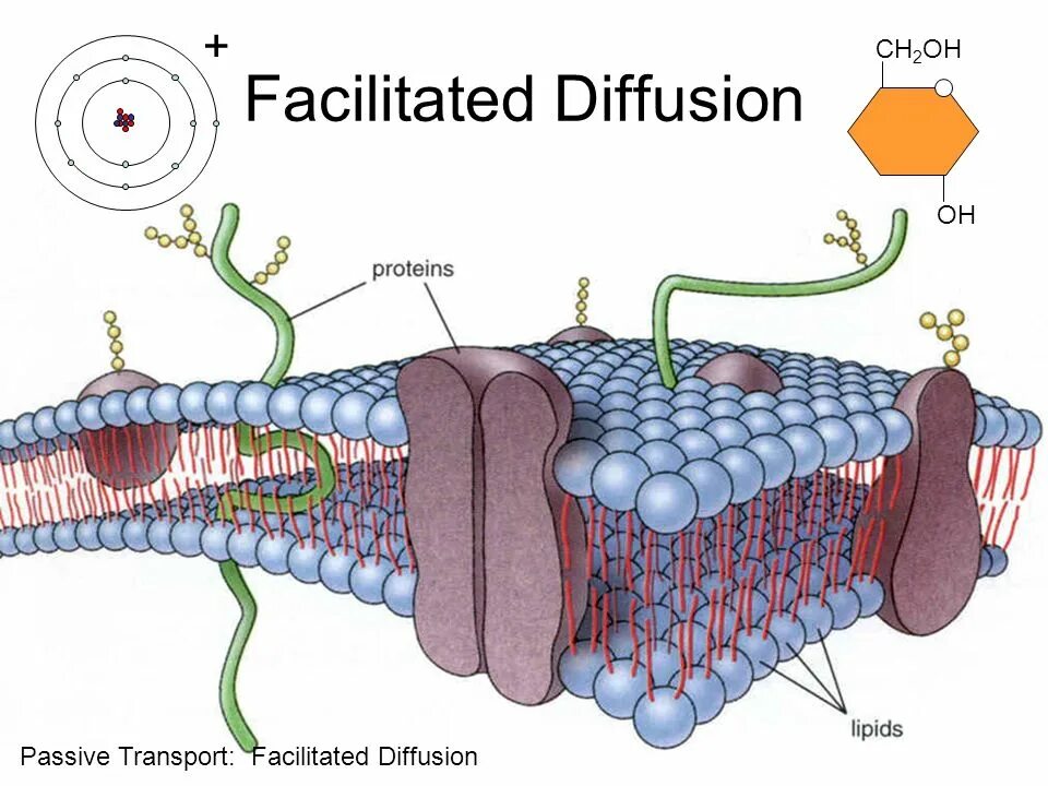 Cell membrane. Cell membrane structure. plasma membrane structure. lipid membrane. plasmatic membrane.