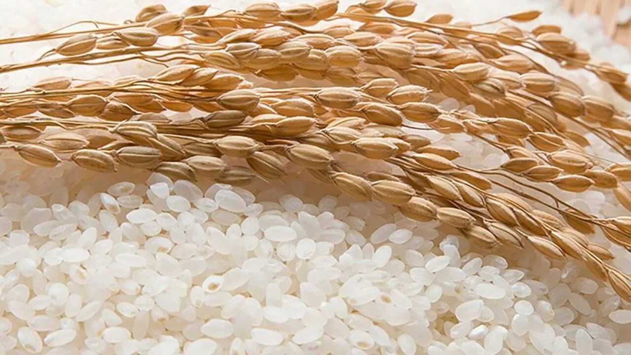 Производство риса. Добыча риса. Производство риса в Краснодарском крае. Рис в банке Китай. Крупнейшими производителями риса являются