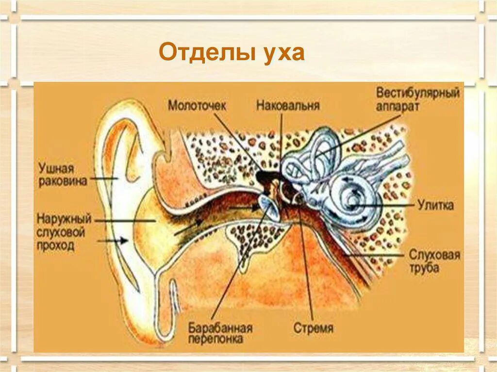 Строение уха человека описание. Строение уха человека. Строение уха строение уха. Строение человеческого уха. Ухо человека строение.