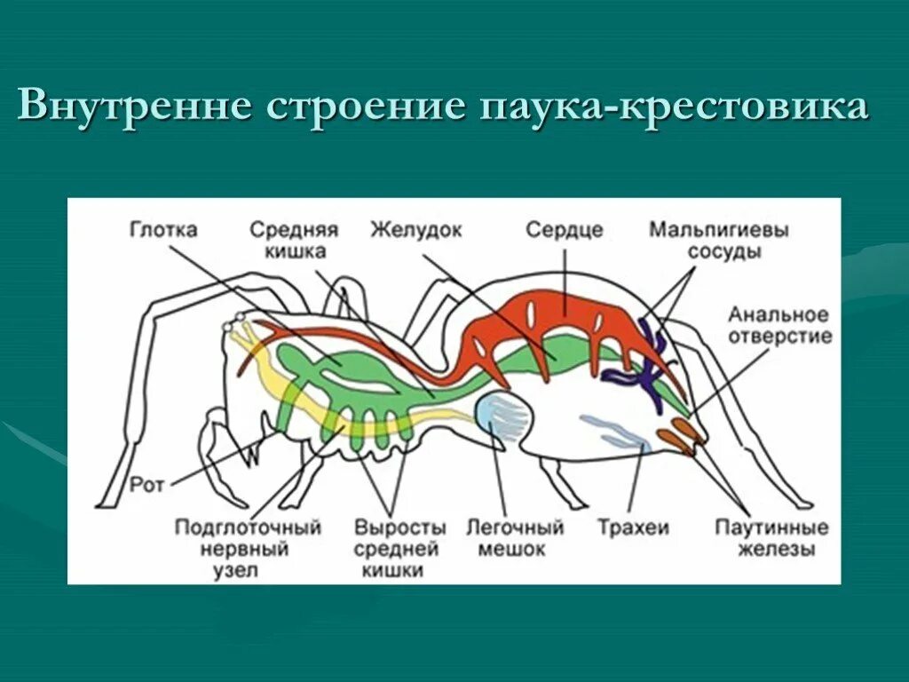 Какой класс имеет мальпигиевы сосуды. Строение паука биология 7. Класс паукообразные выделительная система. Строение паука крестовика. Внутреннее строение паукообразных.