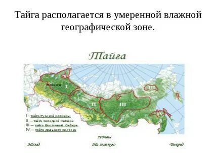 Границы хвойного леса