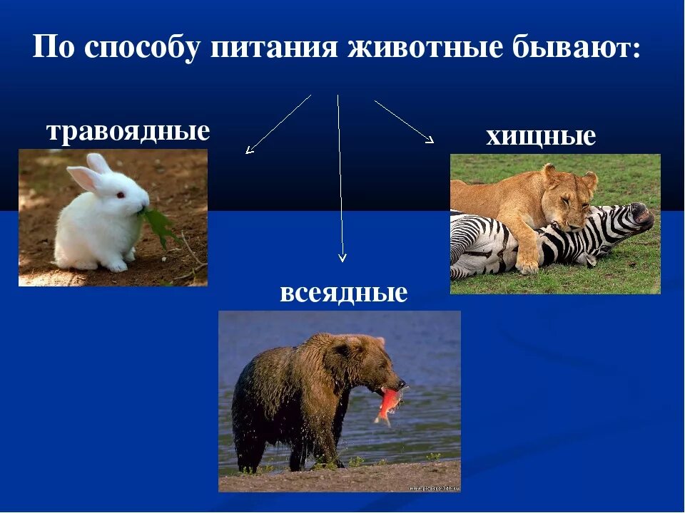 Какое животное относится к растительноядным