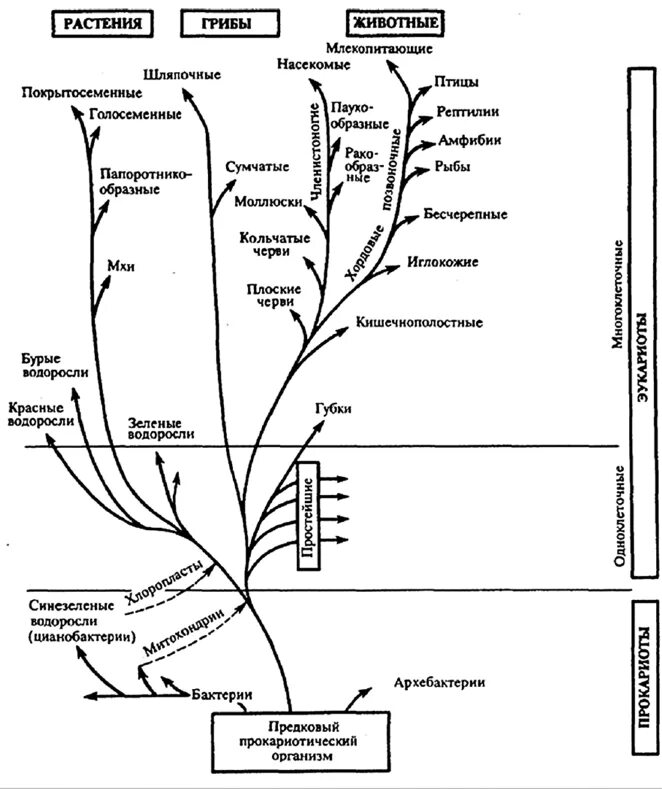 Этапы эволюции многоклеточных. Схема филогения грибов. Филогенетическое Древо животных. Филогенетическое Древо грибов.