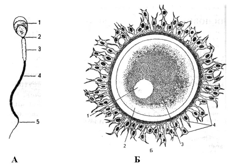 Мужская половая клетка. Схема строения яйцеклетки млекопитающих. Строение половых клеток яйцеклетка. Строение яйцеклетки человека схема. Яйцеклетка строение рисунок.