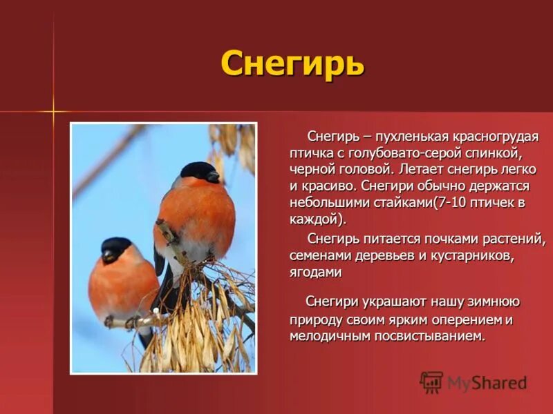 Сообщение о птицах 8 класс