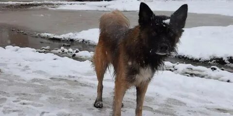 Омское сах