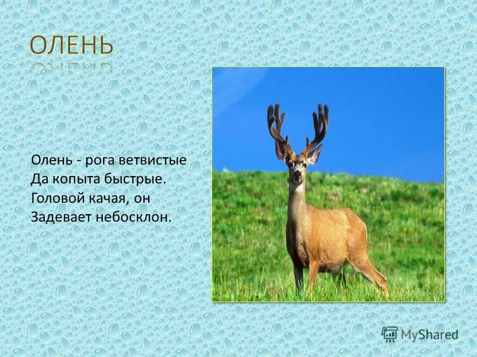 оленьи рога какое прилагательное. загадка об олене для детей. оленьи рога какое прилагательное. оленьи рога предложение. оленьи рога какое прилагательное.