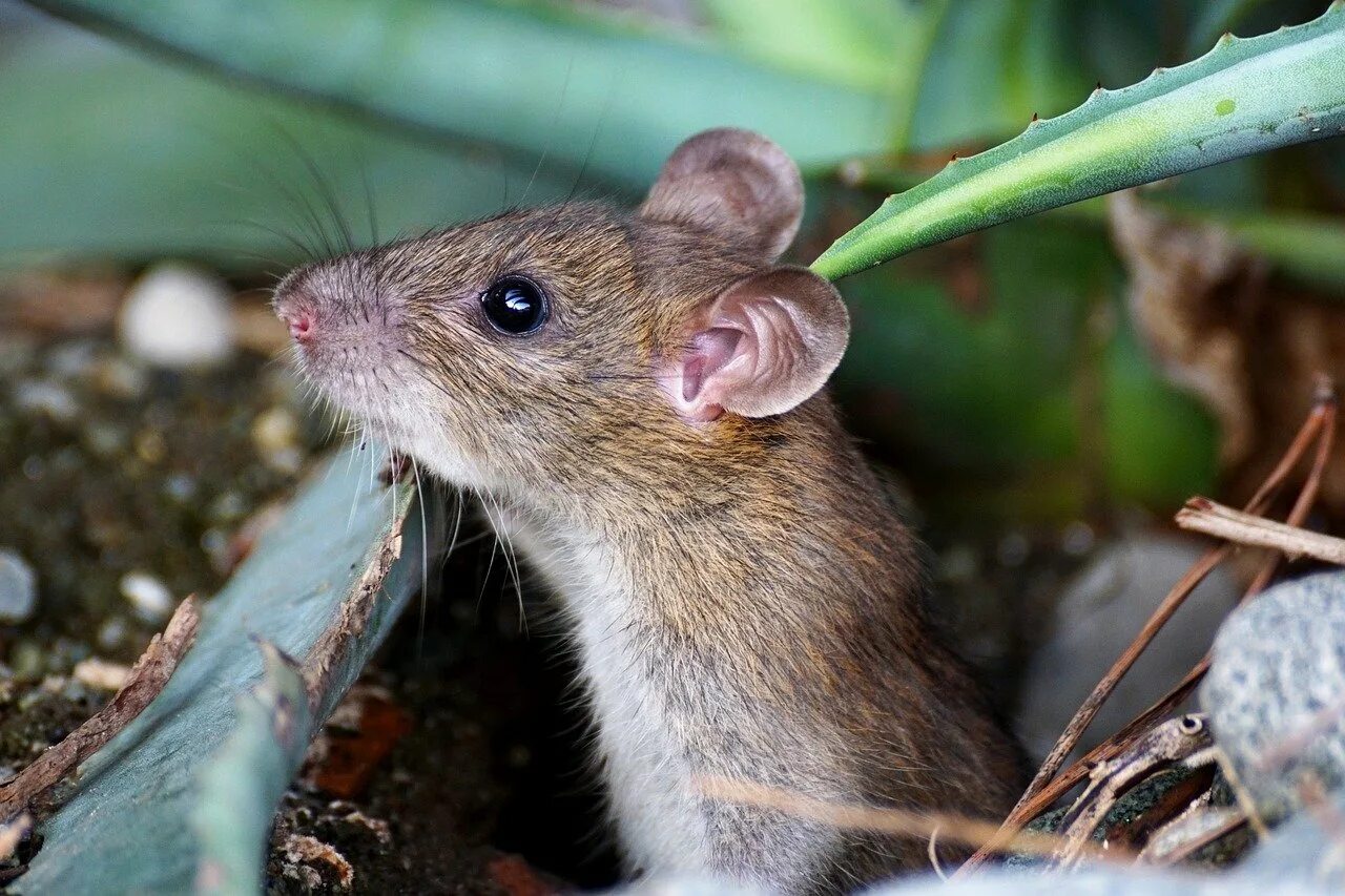 Малоазиатская иглистая мышь. Домовая мышь. Мышк. Мышь обычная.