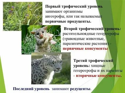 Какую роль выполняют редуценты