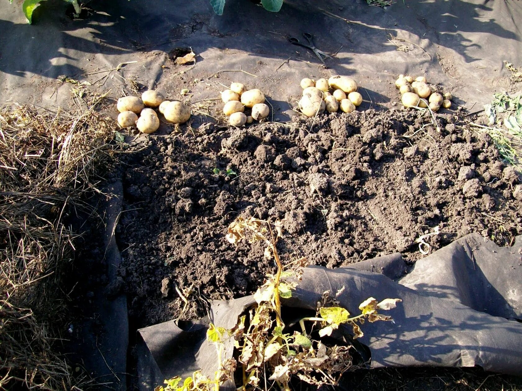Лучшая посадка картофеля. Картофель под зиму. картошка в теплице урожайность. посадка скороспелого картофеля. картофель в теплице урожайность.