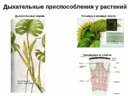 Устьица чечевички это