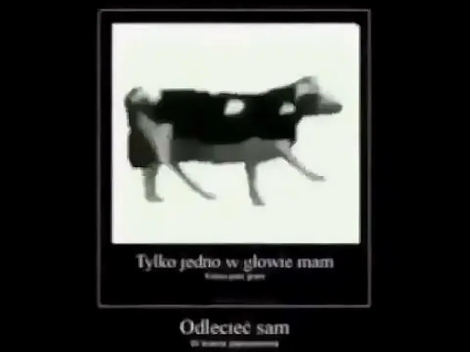 Polish cow текст. Tylko jedno w głowie mam корова. Tylko jedno w głowie mam текст. Tylko jedno w głowie mam перевод. Tylko jedno w głowie mam Ноты.