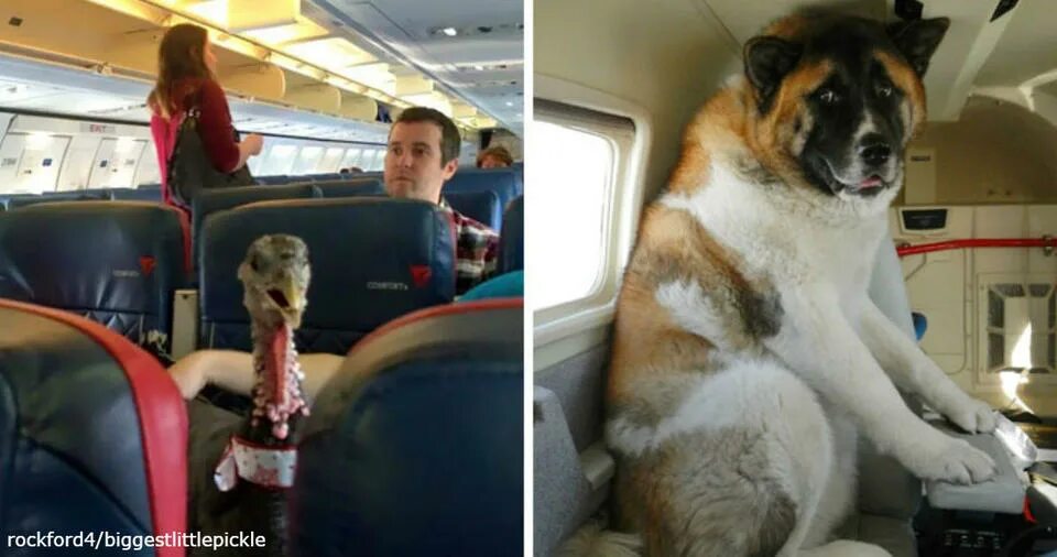 Авиа собака. Собака в самолете. passenger собака. пес в самолете мем. dog in airplane cabin.