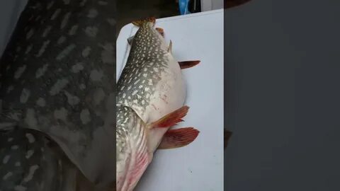Половина рыбы