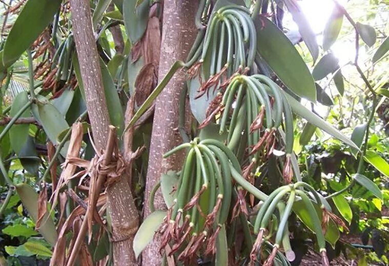 Vanilla tree