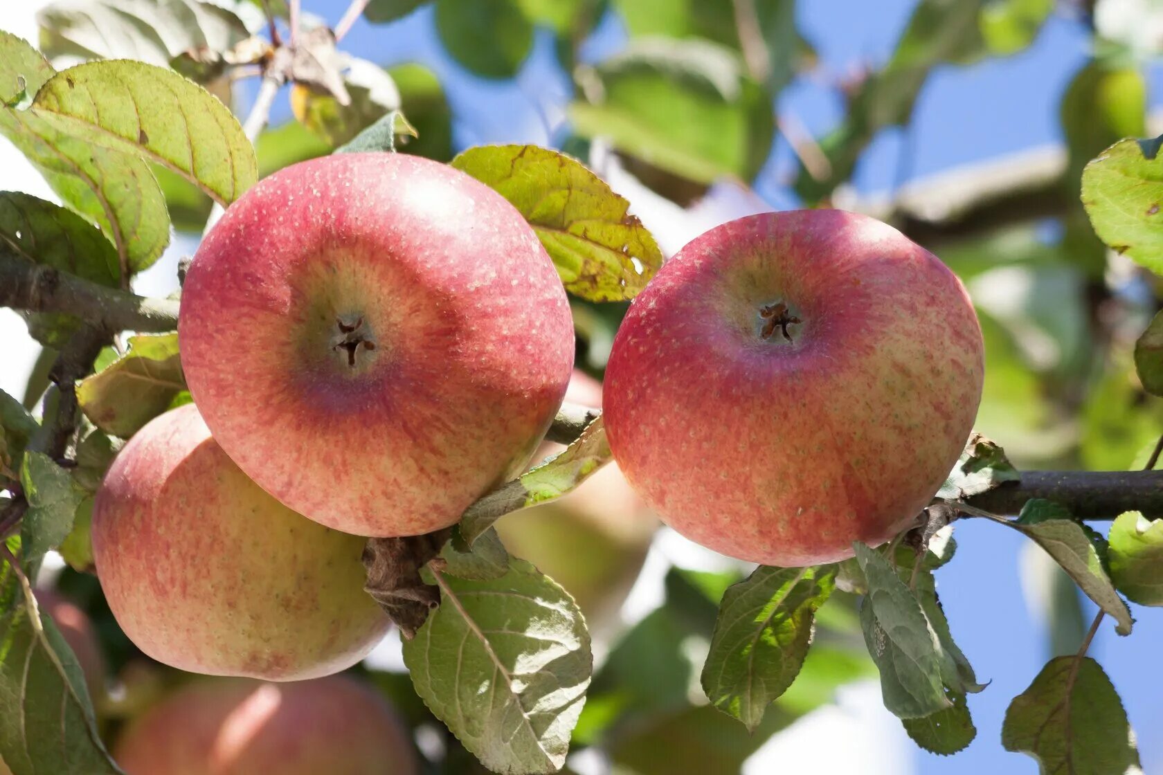 Первые яблоки сорт. Яблоня Malus domestica. Яблоня Коробовка. Яблоня сорт конфетное. Яблоня красное раннее.