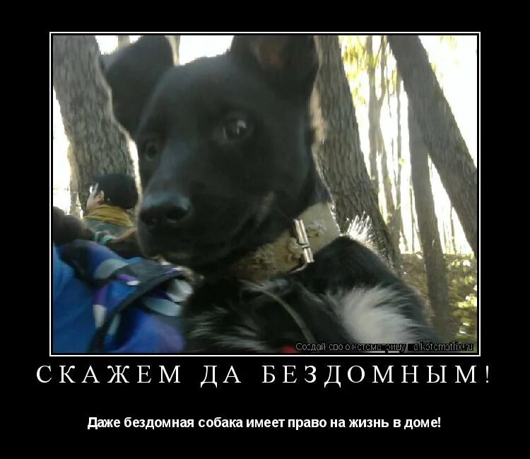 Иметь собаку. Old looking dog. Бладхаунд (гончая). Собака играется. Себе собака.