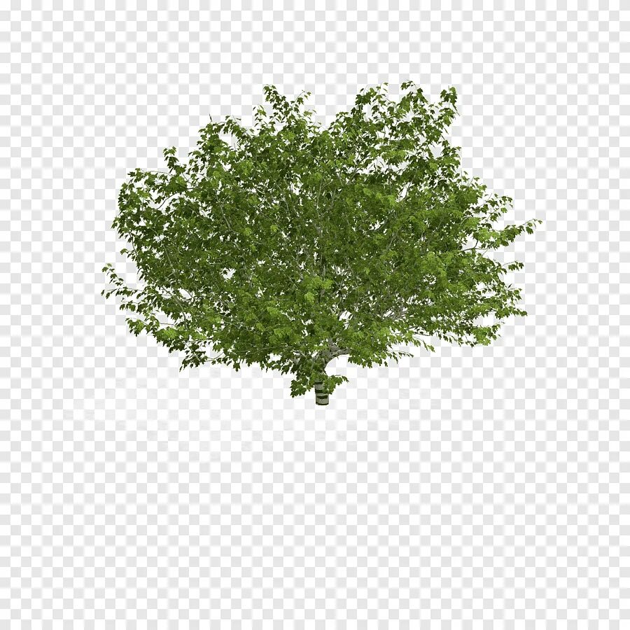 Куст сверху пнг. Куст сверху пнг. Куст сверху пнг. Куст сверху пнг. Куст сверху пнг.