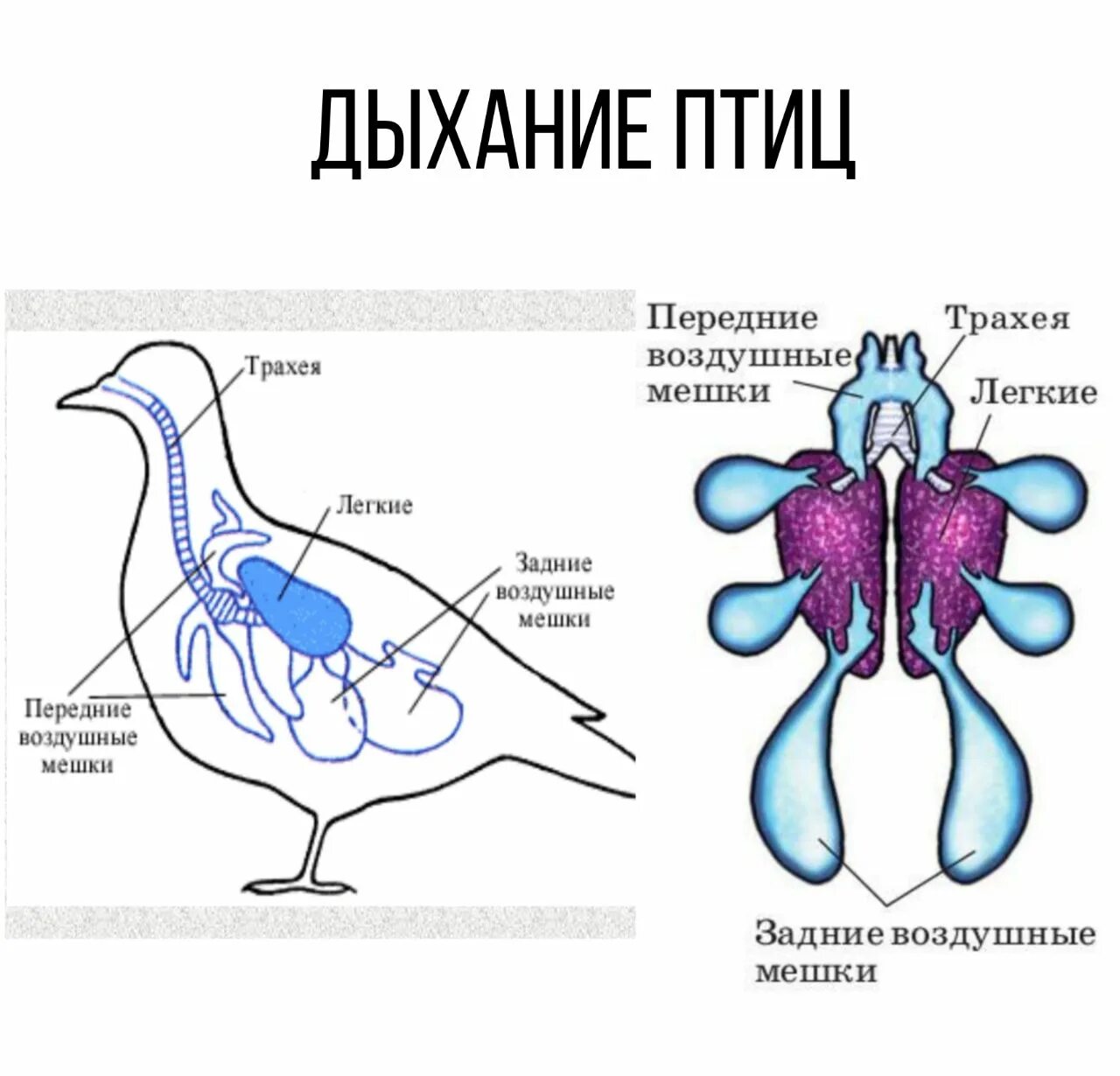 Форма легких птиц. Воздушные мешки. Воздушные мешки у птиц. Задние воздушные мешки. Дыхательная система птиц.