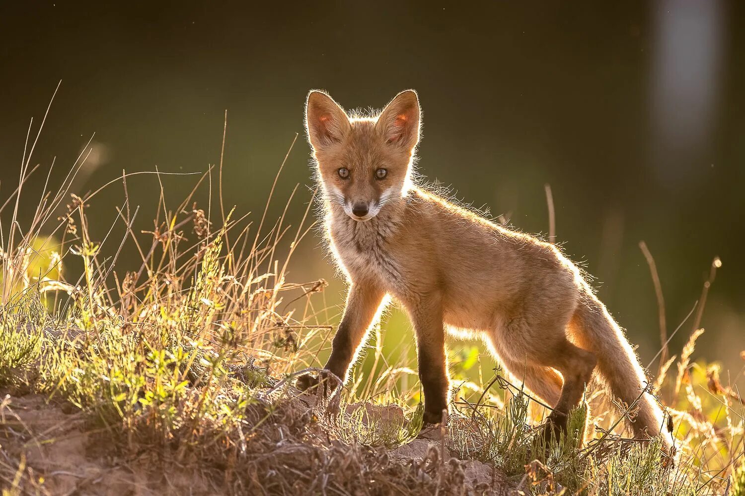 Животные в городе. Лиса Мари. Fox страна