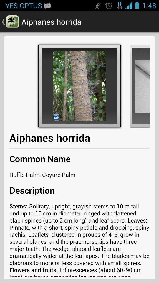 Что за программа palm store на андроид. Palm id. приложение palm store на андроид что это.