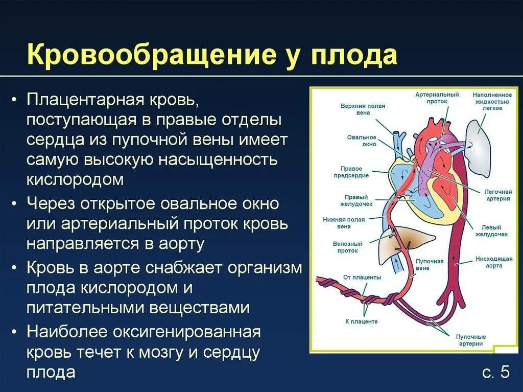 Плацентарный круг кровообращения схема. Кровообращение плода пупочная Вена. Схема внутриутробного кровообращения. Внутриутробное кровообращение плода. Особенности гемодинамики