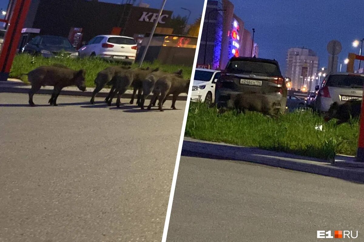 кабаны екатеринбург. кабан в челябинской области. самый большой кабан секач вепрь. дикий кабан волгоградской области. кабаны екатеринбург.