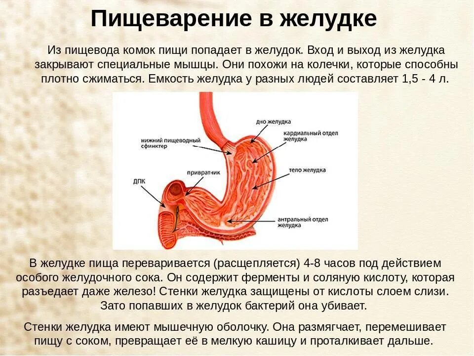 Обработка пищевого комка желчью. Пищеварение пищи в желудке. Пищеварение в желудке человека. Пищеварение в желудке схема.