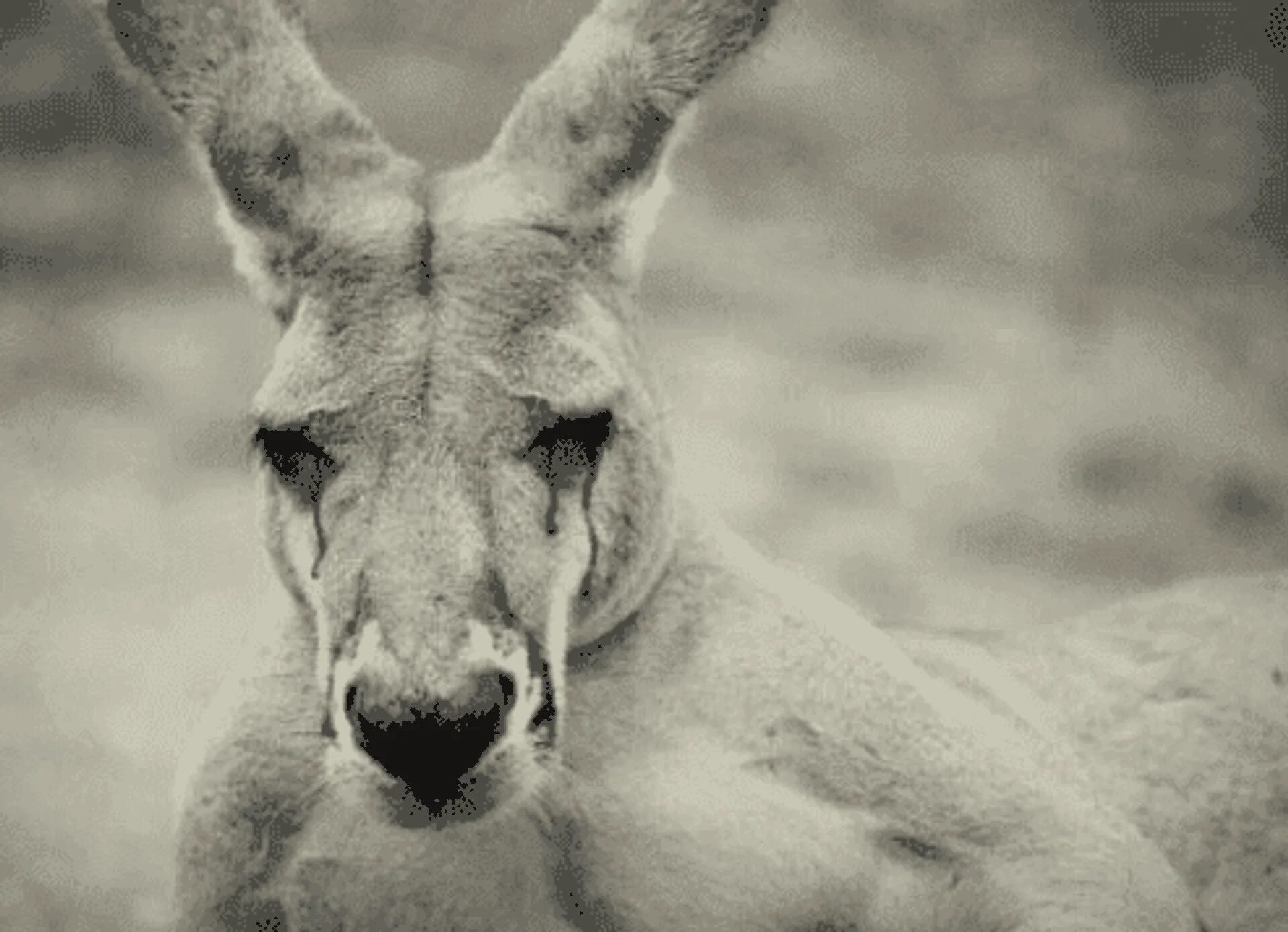 Animals you look like. Грустный кенгуру. Kangaroo Black and White. Черный кенгуру марки. The Saddest looking animal.