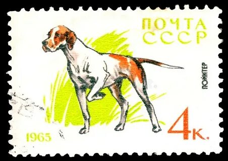 Postage stamp printed in Soviet Union and part of a series depicting dogs i...