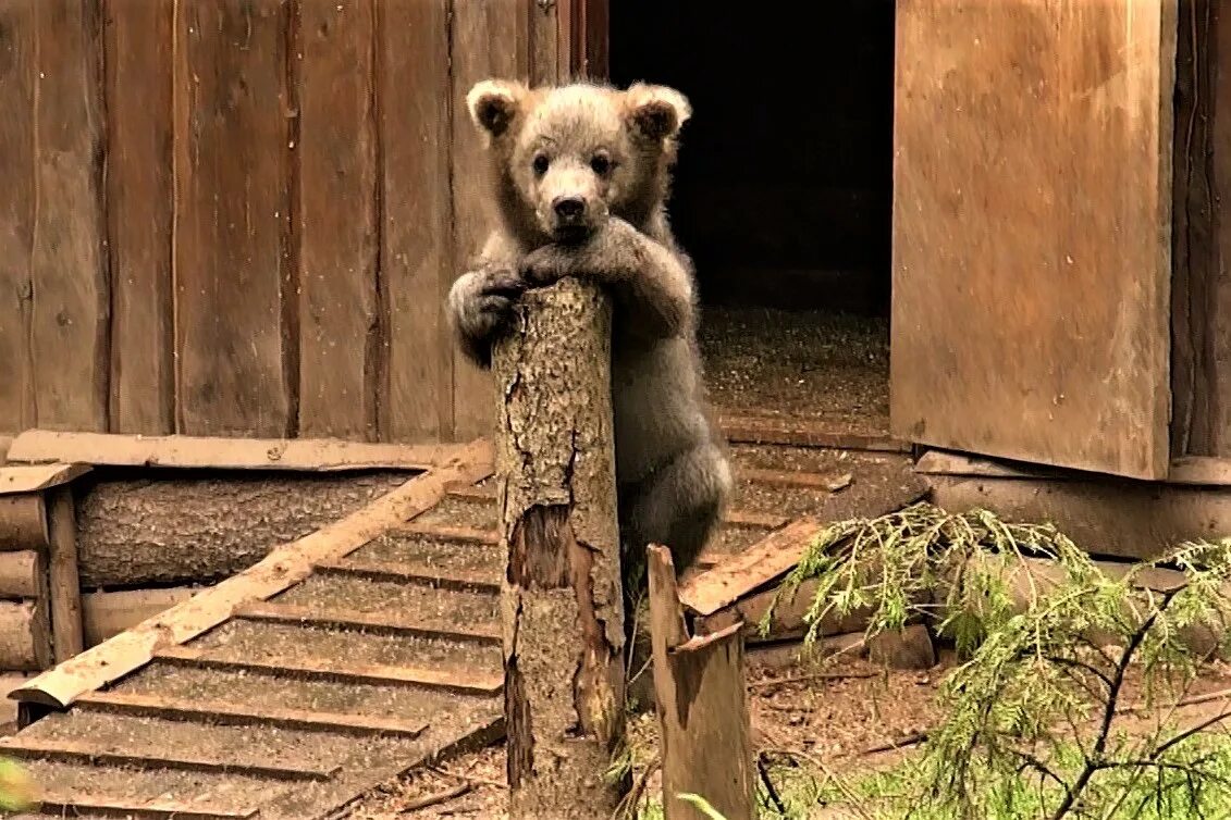 милый медведь. красивый медвежонок. милый медведь. милые медвежата. маленький медвежонок.