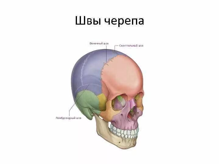 Швы на черепе ребенка. Швы на черепе ребенка
