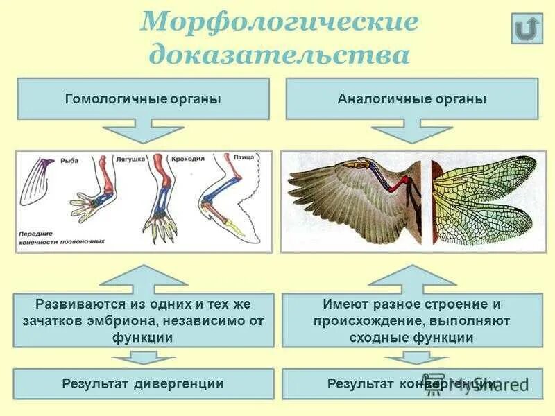 Типы сравнительно анатомических доказательств эволюции. Сравнительно-анатомические доказательства эволюции таблица. Сравнительно-анатомические доказательства эволюции схема. Доказательства эволюции биология схема. Группы изучения эволюции