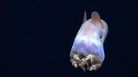 Новое морское животное
