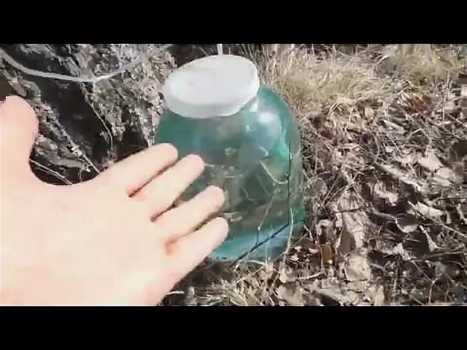 Березовый сок с помощью капельницы. Капельница для сбора березового. сбор березового сока с помощью капельницы. сок увиживалка. показать желобки для сбора березового сока.