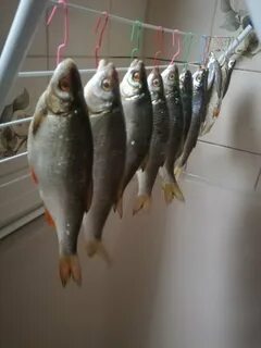 Как солить окуня для сушки