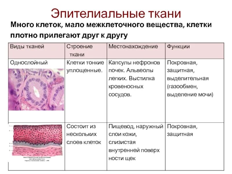 Функции эпителиальной ткани таблица. Эпителиальная секреторная ткань. свойства эпителиальной ткани таблица. межклеточное вещество в тканях таблица. выделительная функция эпителиальной ткани.