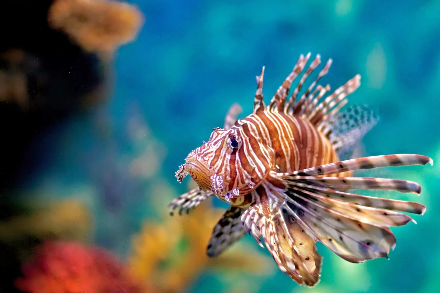 Крылатка-зебра чернополосая дьявол. Рыба со львом. Рыба лев фото. Рыба со львом. Рыба лев.